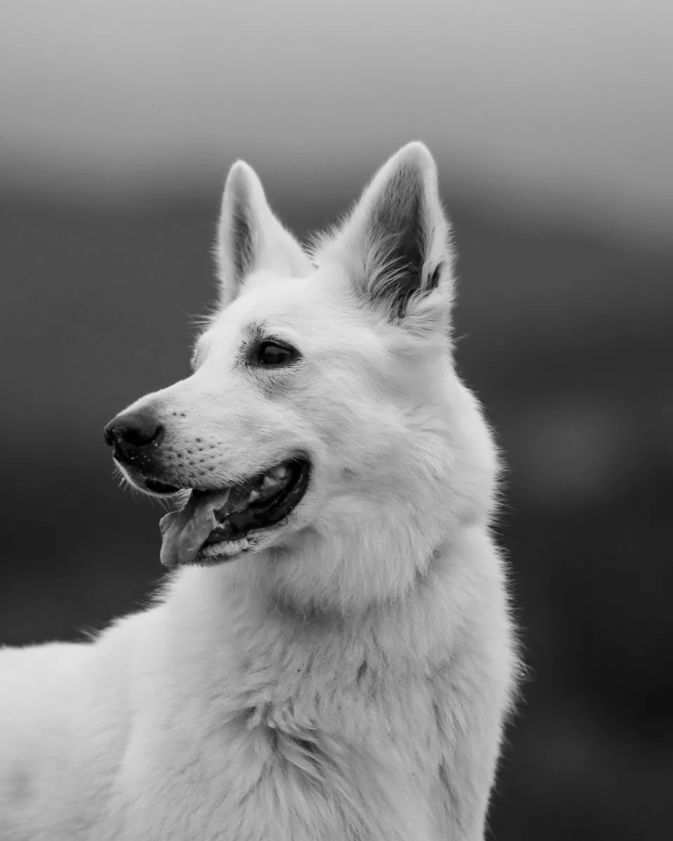 Black and white portrait of Kira, a White Swiss Shepherd, looking to the side with her mouth open.